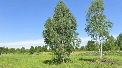 ??