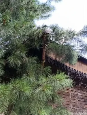 ??