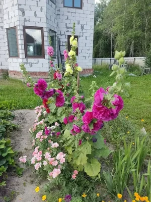 ??