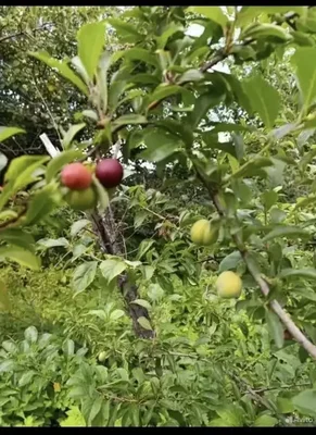 ??